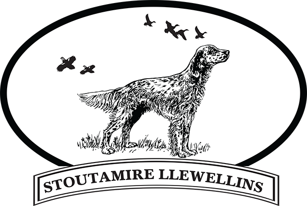 Stoutamire Llewellin Setters